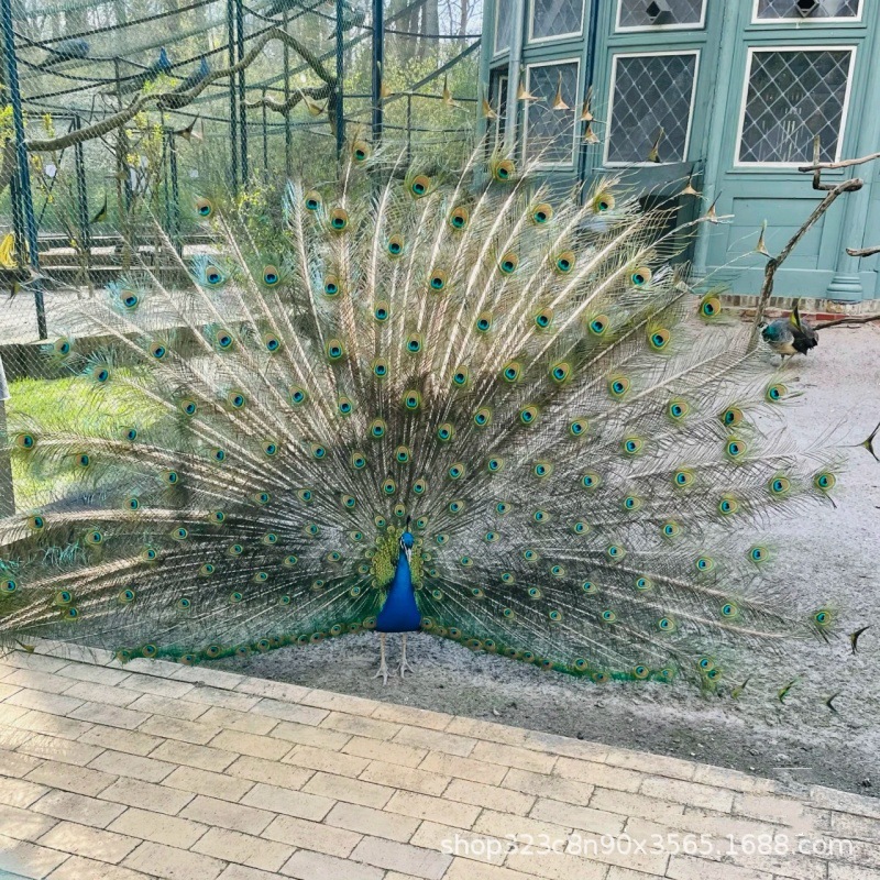 成年观赏孔雀活体 出售大尾巴白孔雀一只价格 批发脱温孔雀苗幼崽