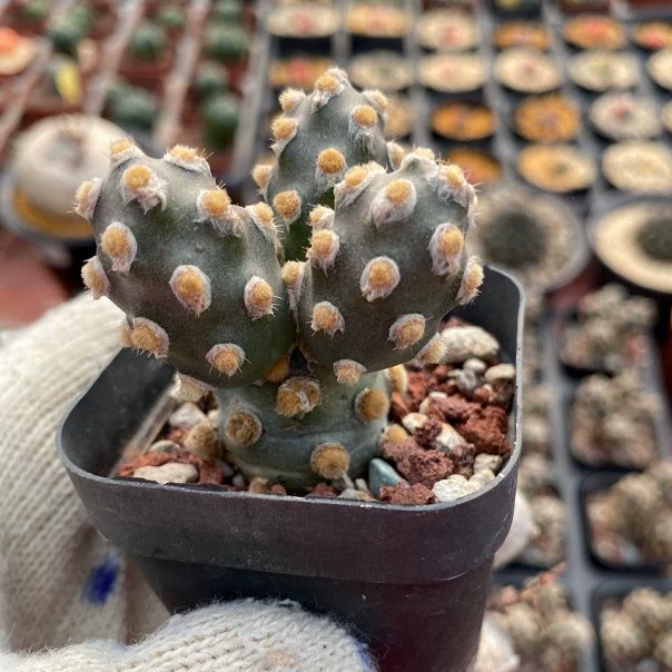 Бассейн с кактусовым песком 4-6 см поставляется без почвы.