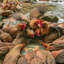新鲜广东清远土鸡散养麻鸡走地鸡白切盐焗鸡椰子食材烤鸡母鸡批发
