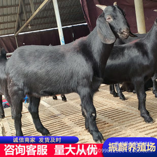 ��ɽ��ֳ��Ч��� �s��ɽ�� �������ɽ��r�� ���ͷ�������