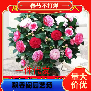 һ�����l�軨���Ի��������ļ�������ɽ���҃Ⱥ��B�ͺ������ɫ��