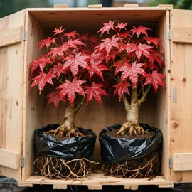 盆栽;种子;花盆容器
