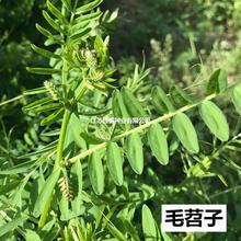 果园绿肥种子毛苕子油苕子光叶紫花苕长柔毛野豌豆四季蜜源紫云英
