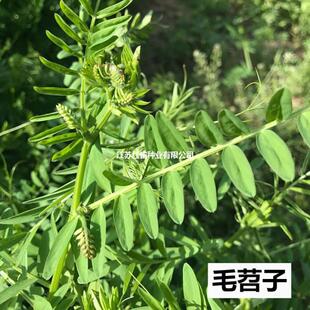 ���@�G�ʷN��ë���������ӹ��~�ϻ����L��ëҰ�㶹�ļ���Դ���Ӣ