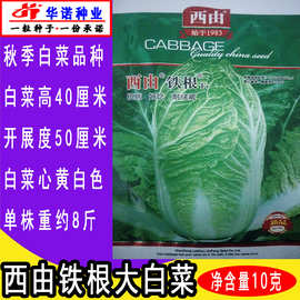 地方老品种西由铁根F1大白菜种子山东胶州白菜籽蔬菜种子秋季种植