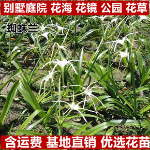 ֩���m��ˮ�����N����ľ��피t��ɫ���^�p�ߙn����ͥԺ���@�G��