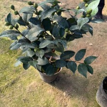 ���ԾGֲ��������ˮ�軨 ����ʮ���ָ߶��֧���� ǧ����軨����