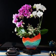 新款蝴蝶兰花盆大号盆景盆陶瓷盆栽肉肉绿植文竹菖蒲桌面多肉花盆