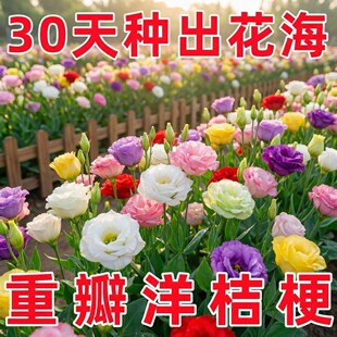 С���Ի��N���Ѱ����տ���ţ�P��̫ꖻ����l�S�ҷ��bС���F؛���b
