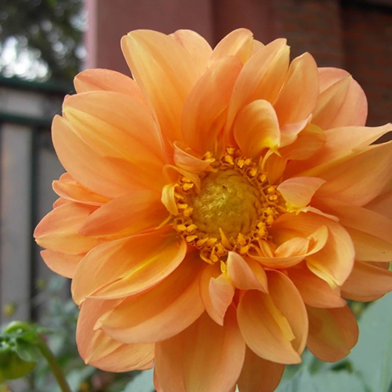 Оптовая газон травянистые семена цветов Сяолихуа семена декоративные растения садовые цветы легко сажать