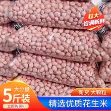 5年新鲜生花生米三斤五斤装河南南阳粉皮大白沙花生香脆榨油