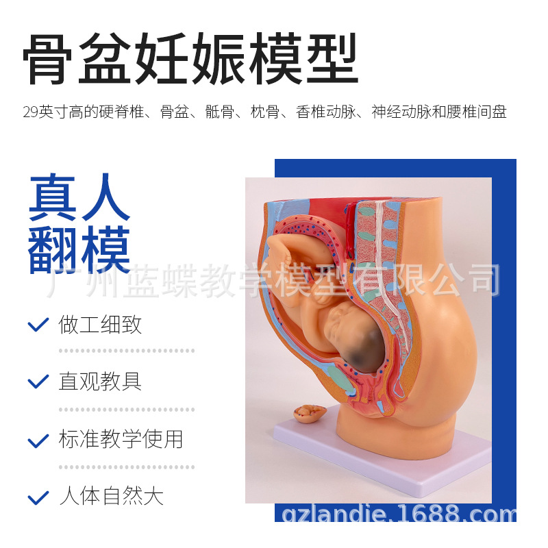 ��ѧ���﷢������ģ��������̥����Ÿ���ģ�� ����ģ�� ̥��ģ��