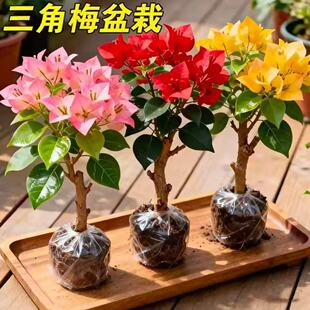�ذ�����÷С��G���ļt�ѿ������ļ��_�������̨ͥԺ¶̨����