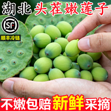 正宗湖北新鲜莲子莲蓬带芯洪生吃脆甜湖现当季摘时令水果蔬菜整箱