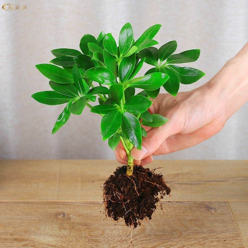 Evergreen Feng Shui Plants from All Directions Duck Foot Wood Indoor Balcony Desktop Green Plants Potted Flowers Money Tree