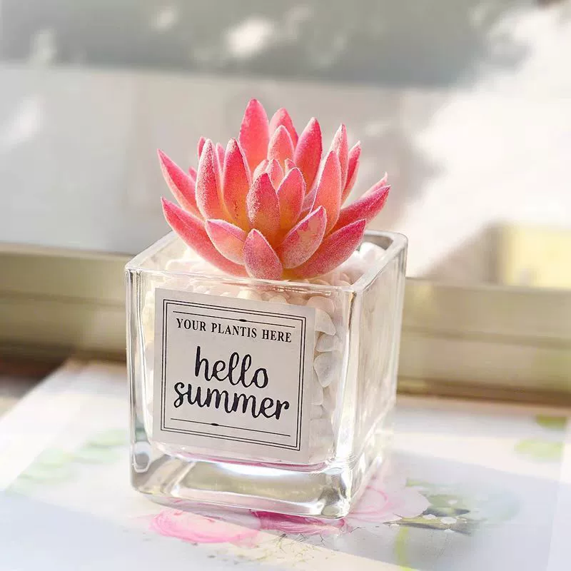 Скандинавские мясистые кактусы офисные столешницы небольшие украшения в общежитии