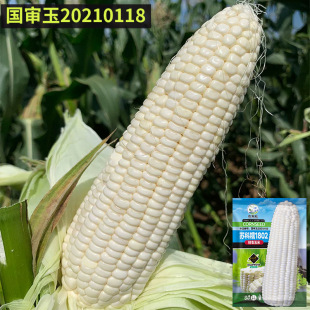�����������K��Ŵ1802�����׷N����Ŵ�N���ļ�����ճ�r�Ұlѿ��
