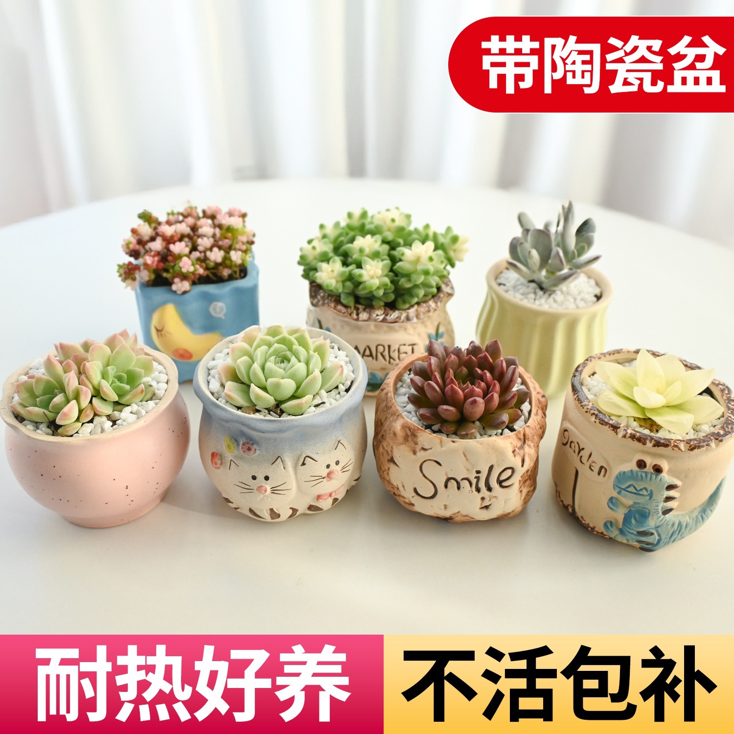 多肉植物组合室内小盆栽玉露桃蛋带陶瓷花盆土老桩仙人球绿植跨境