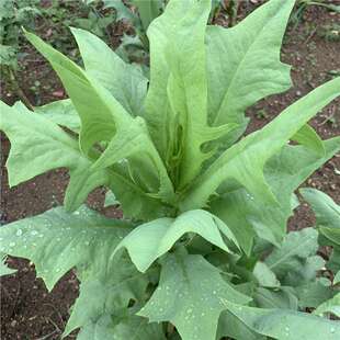 ���{�˷N�� �B�Z���ݷN���u���~�i�Z�������Z�˷N���O�˴����＾