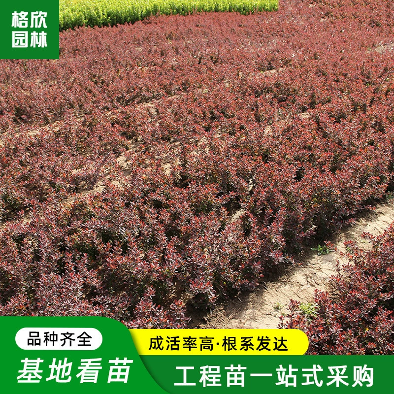 Красный лист вейвлет посадки базы оптом Парк цветок зеркало кустарник сад цвет блок озеленение растений Красный лист барбарбариса саженцы
