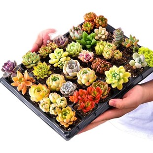 Wholesale Succulent Plants with Trays, Succulent Seedlings, Plug Trays, Cactus, Kindergarten Kidsren Planting DIY Gifts