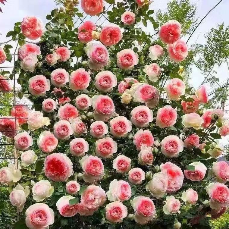Venta al por mayor de semillas de flores y plantas eustoma malvarrosa peonía cobre dinero hierba margarita rosa sol peonía flor combinación de flores