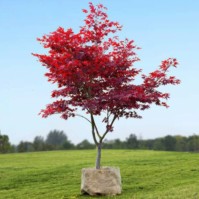 Саженец красного клена в горшке, четырехсезонный цветок, балкон, двор, растение, дом, ландшафтное дерево, морозостойкое японское красное кленовое дерево, бонсай