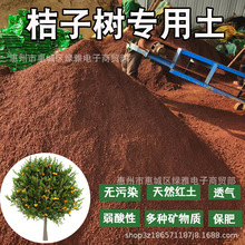 ���Ә�t����Ȼ�����w�����Gֲ���Ԍ��������V��I�B���B���t����