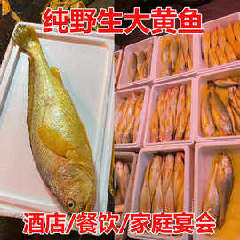 纯野生大黄鱼黄花鱼冰鲜海鲜批发大黄鱼水产酒店餐饮家庭宴会直供