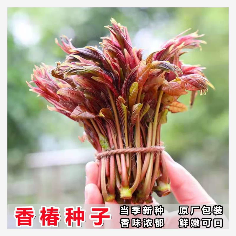 Высокоурожайные съедобные быстрорастущие семена Toona sinensis красное масло семена Toona sinensis весна-осень посадка четыре сезона посев во дворе