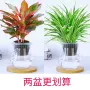 水养美化空气盆栽花卉