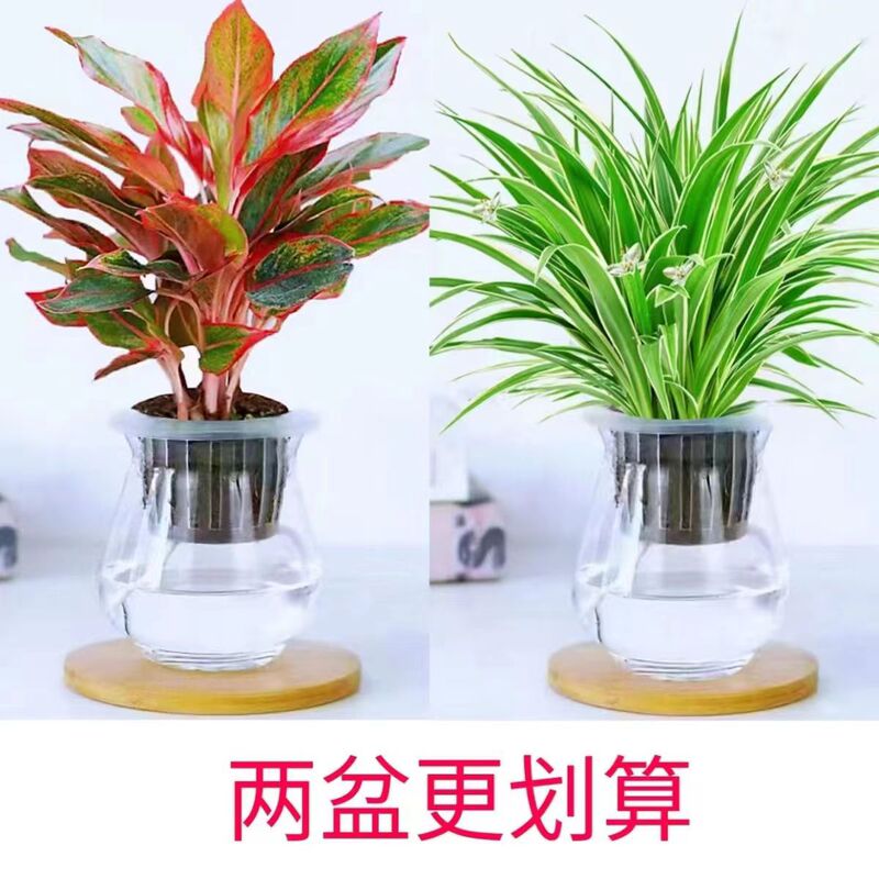 Evergreen Red Hydroponic Plants Are Easy to Grow Indoor Green Plants Chinese Red Potted Plants to Beautify the Air and View Leaves during the New Year