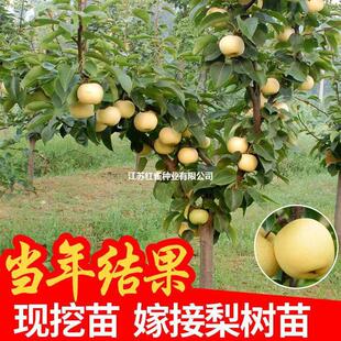 �����箔��Y�����´���O��ɳ���ϱ����Nֲ���Ե��Լ޽����Ә�