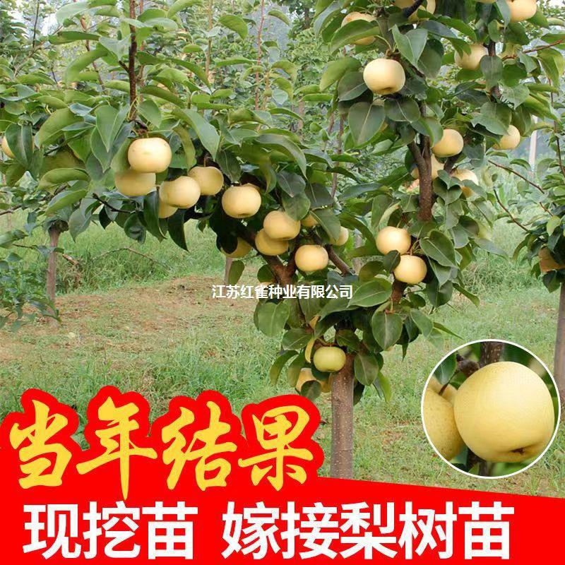 梨树果苗当年结果秋月翠冠苹果沙梨南北方种植盆栽地栽嫁接梨子树