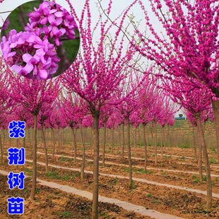 ���G�����ļ�ͥԺ�^�p�G����ľ�������G���绨�����G��M�l�t����