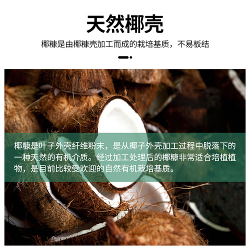 Cat grass succulent coconut bran nutrient soil nutrient block compressed pure coconut bran soil medium vegetable planting pure imported raw materials