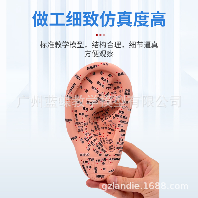 �ֶ����ͷ��Ѩλģ�� ��װ�Ħ�Ų��㲿������ģ�Ͱ�Ħ��İ���