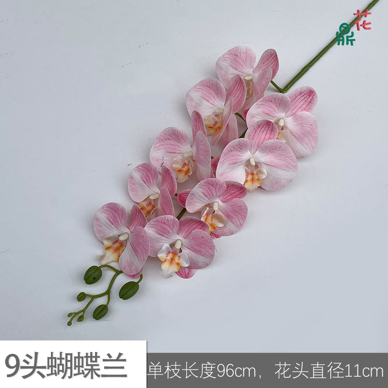 9 phalaenopsis GFG #6 화이트 코어 라이트 핑크