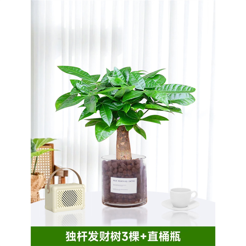 3개의 단일 줄기 머니 트리[직선형 버킷병 포함]와 영양액 1팩이 함께 제공됩니다.