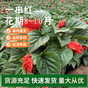 һ���t ���Ѱ����t�����^�p�������͟Ứ���LͥԺ����ֲ�ﻨ��