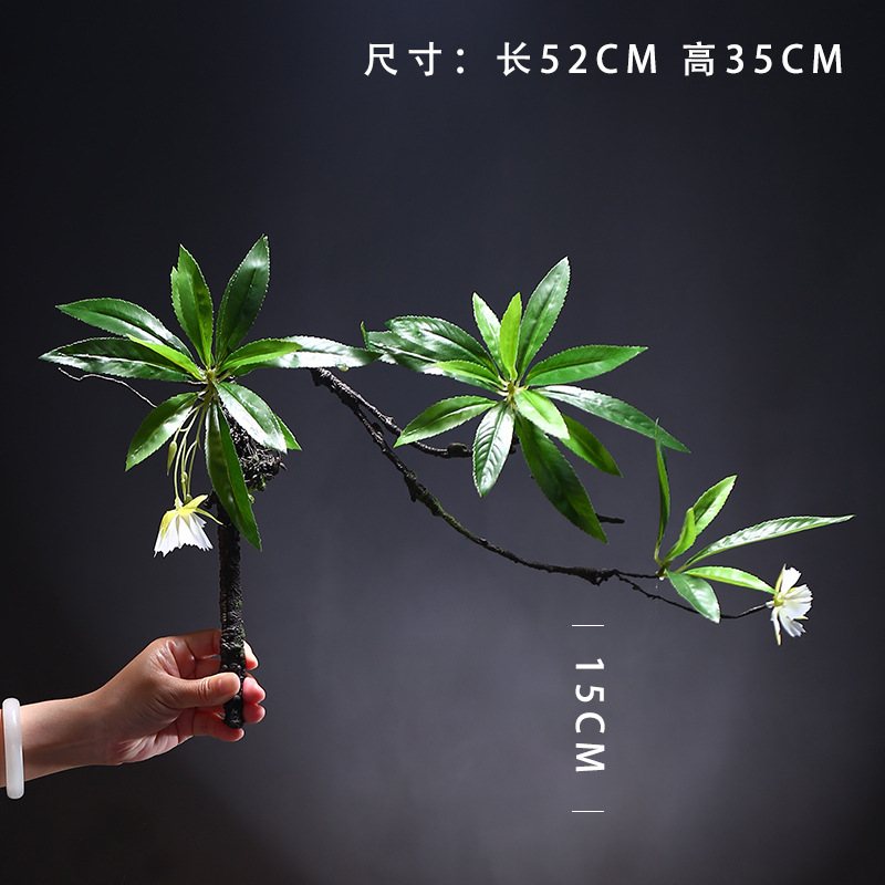 스몰 사이즈 수심 ficus-모양 4
