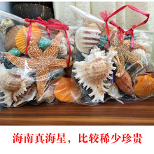 包邮 海南天然海螺海星贝壳套装600G约25个鱼缸装饰旅游礼物