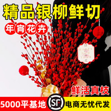 �����ɻ��滨��֦���������ڸ�Ͱ�������ڿ���װ�κ�ɫ������