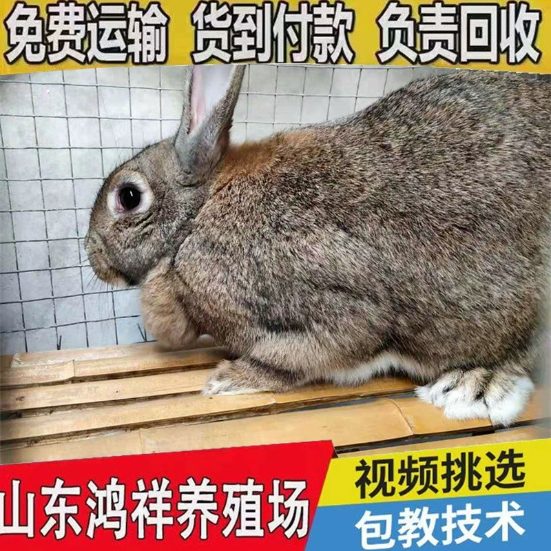 Разведение бельгийских кроликов имеет низкие затраты и быстрые возвраты. Долгосрочная продажа живого мяса бельгийских кроликов и кролиководческих ферм.