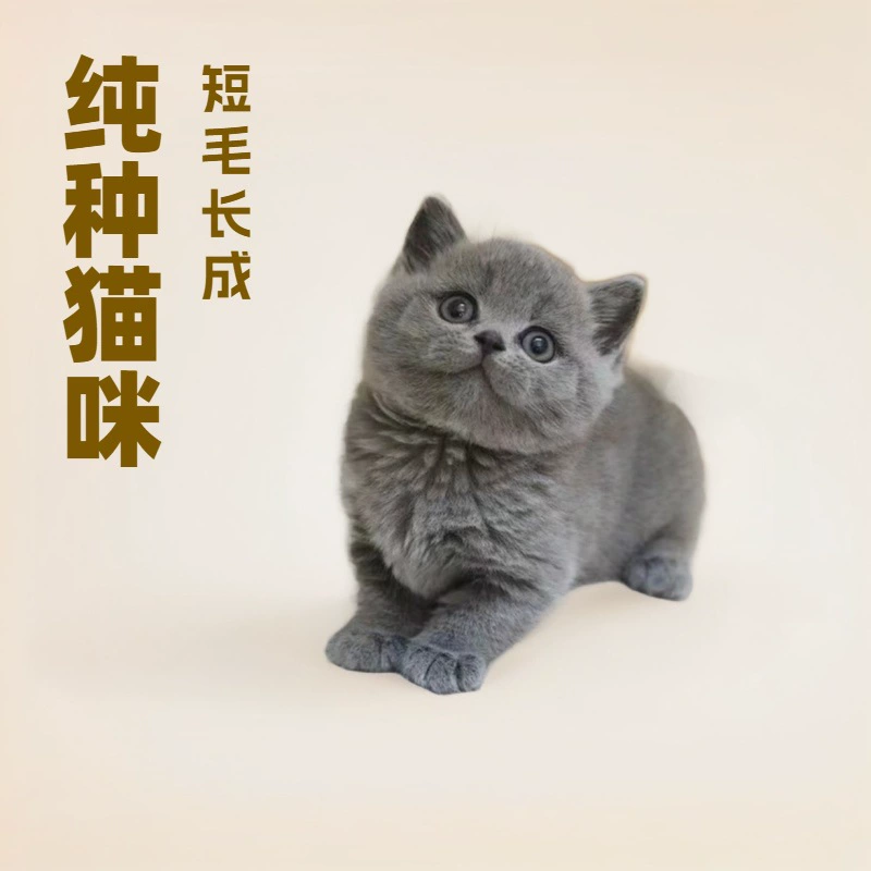 Чистокровный английский короткий синий кот живой синий белый котенок