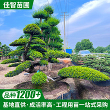 湖南苗农种植户供应园林绿化造型树景观树榆树桩四季常青金叶榆树
