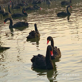 ���l���w�����Z�����Z���� �������u�����Z�ĺ����Z������Xһֻ