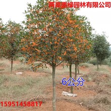 地栽桂花树苗别墅庭院绿化苗木原生实八月桂金桂丹桂盆栽耐旱好养