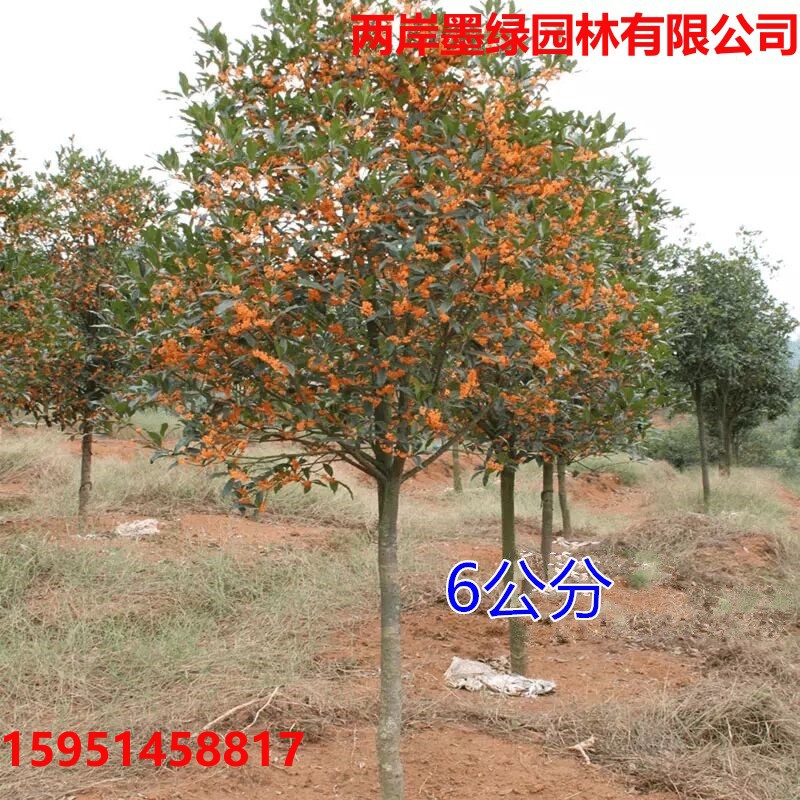地栽桂花树苗别墅庭院绿化苗木原生实八月桂金桂丹桂盆栽耐旱好养