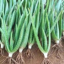 �؃r(5�w)����ʳ��,�����������J�CС��ÿ�w����춶�ʮ��������